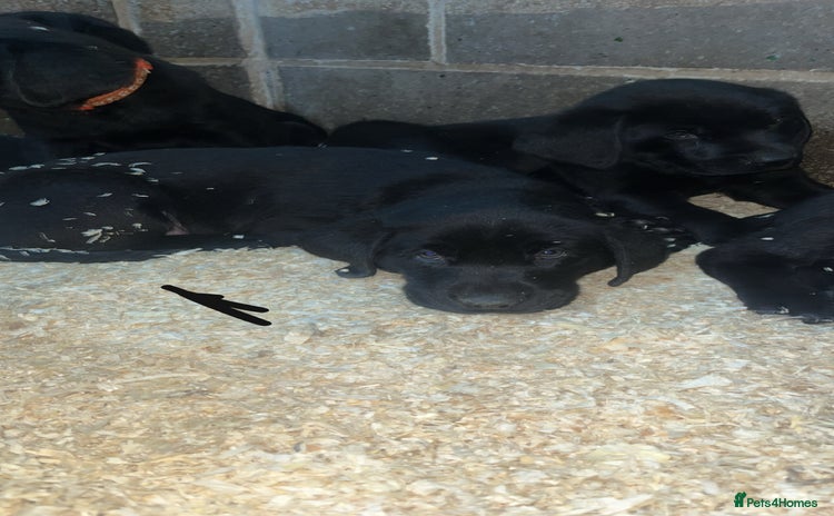 Labrador Retriever dogs Beautiful black KC registered Labradors  - Advert 4