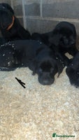 Labrador Retriever dogs Beautiful black KC registered Labradors - Advert 15