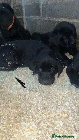 Labrador Retriever dogs Beautiful black KC registered Labradors - Advert 4