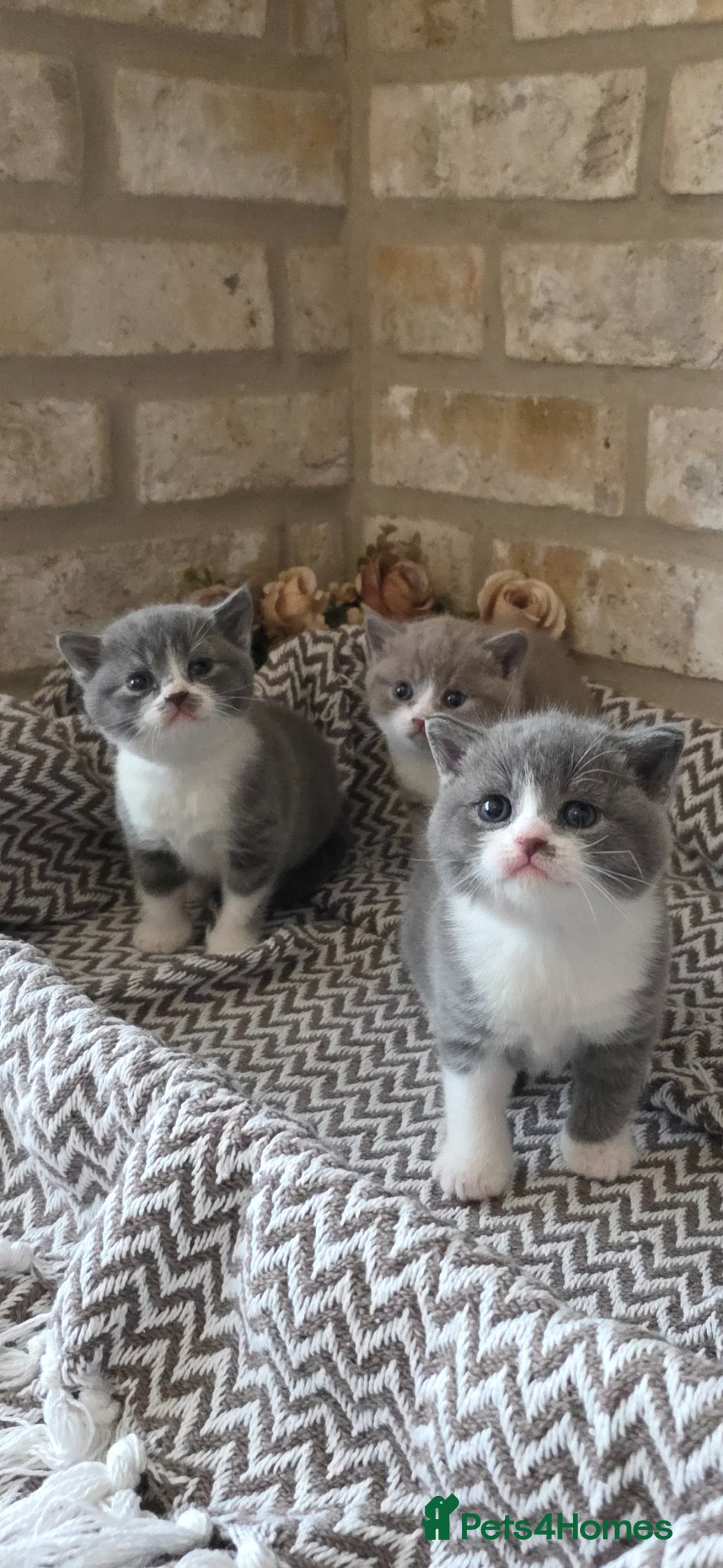 British Shorthair cats Beautiful British Shorthair Girls - Advert 15