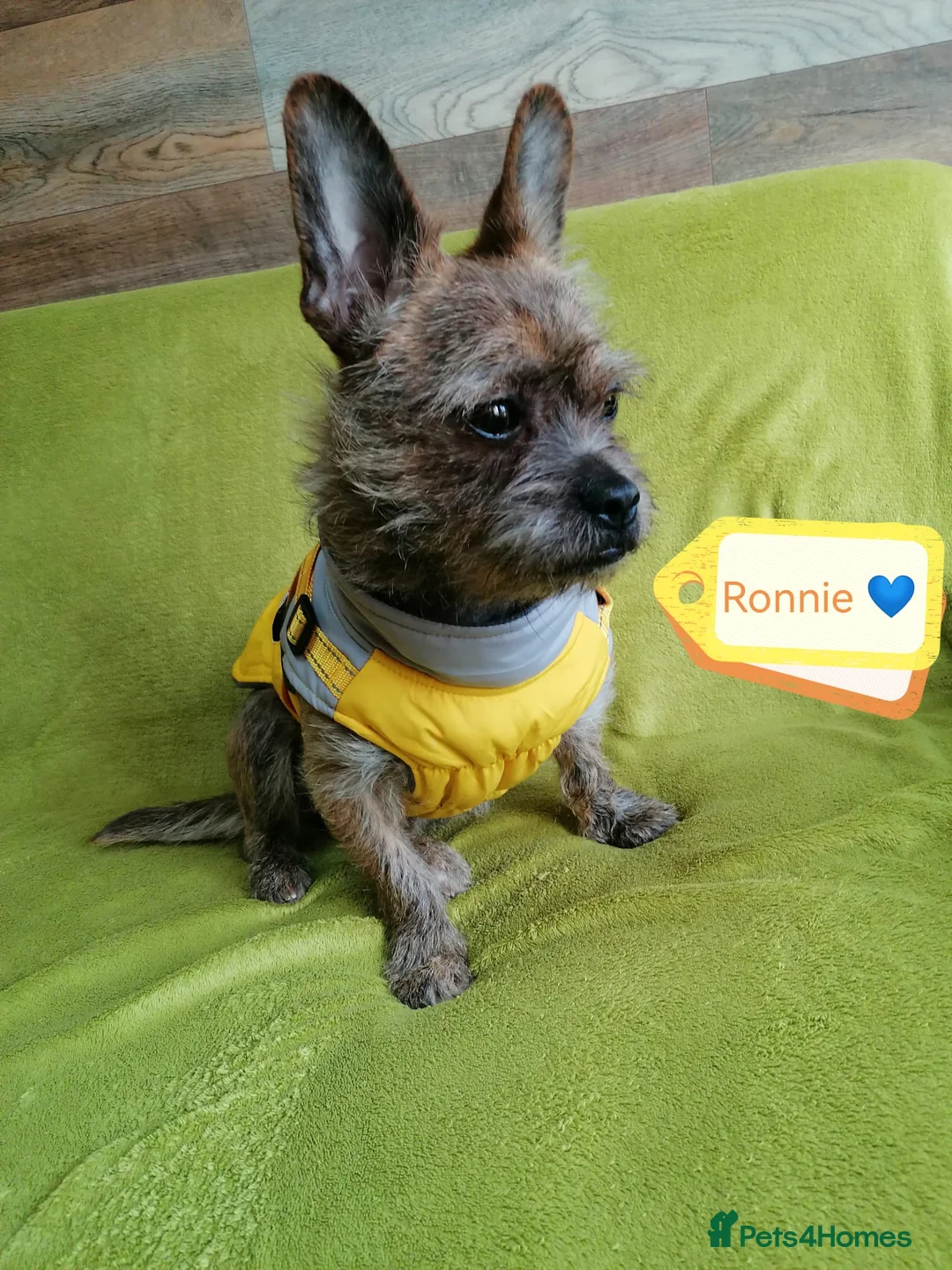 Mixed Breed dogs for adoption: 💙RONNIE Big Personality In Tiny Wrap Chorkie X - Advert 7