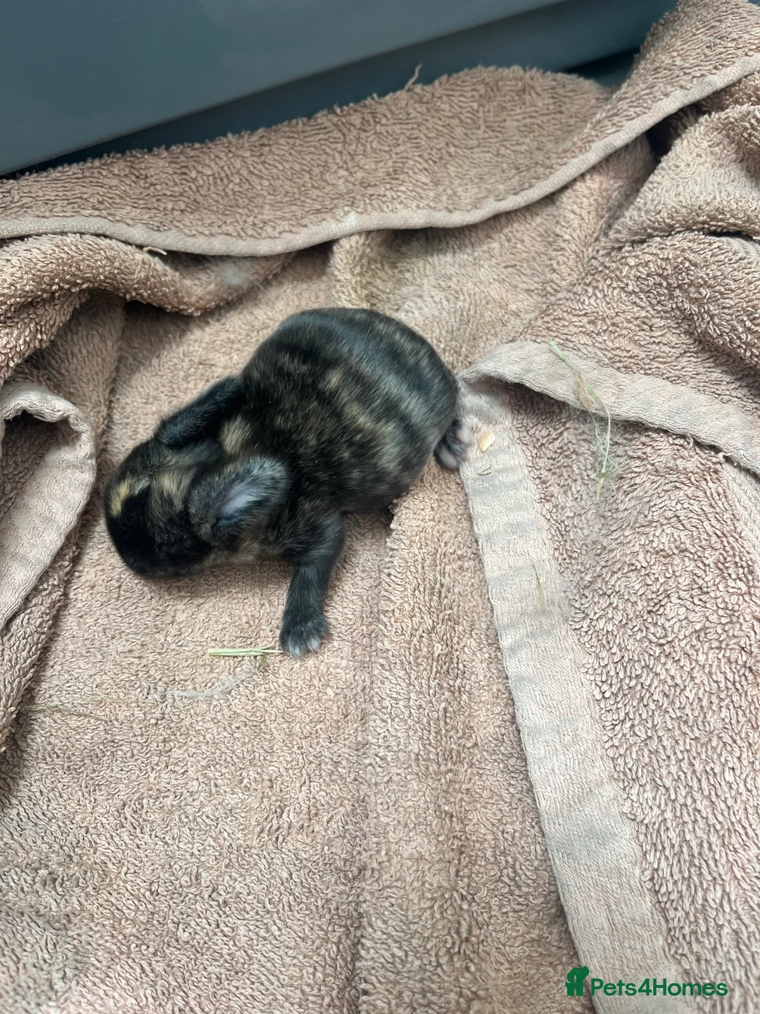 Mini Lop rabbits for sale: Gorgeous Mini Lops - Advert 5