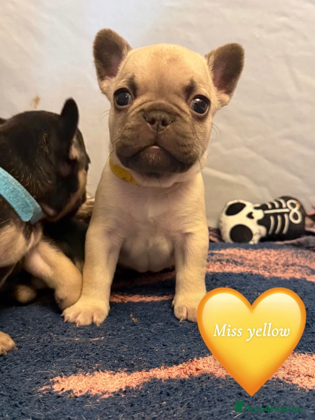 French Bulldog dogs for sale: Beautiful Pups – Looking for Their Forever Homes - Advert 25