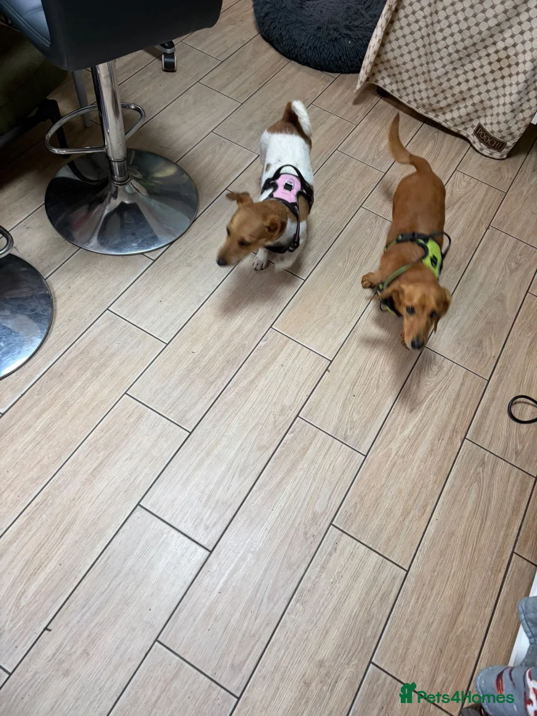 Mixed Breed dogs for adoption: ❤️🐶 MARLENE & 💙🐶 BOYCIE – TWO LITTLE SOULMATES in Lichfield - Advert 2