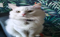 Ragdoll cats for sale: Cat for Sale  - Image 3