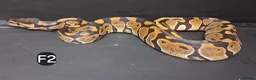 Python Snake reptiles for sale: Royal Pythons Male and Females  - Advert 19