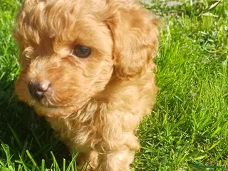 Cavapoochon dogs Last 1 remaining - Toy Cavapoochon Red - Advert 1