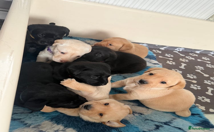 Labrador Retriever dogs - Advert 5