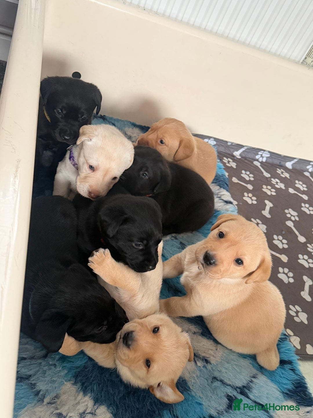 Labrador Retriever dogs for sale: Beautiful labrador - last girl (yellow collar) - Image 10