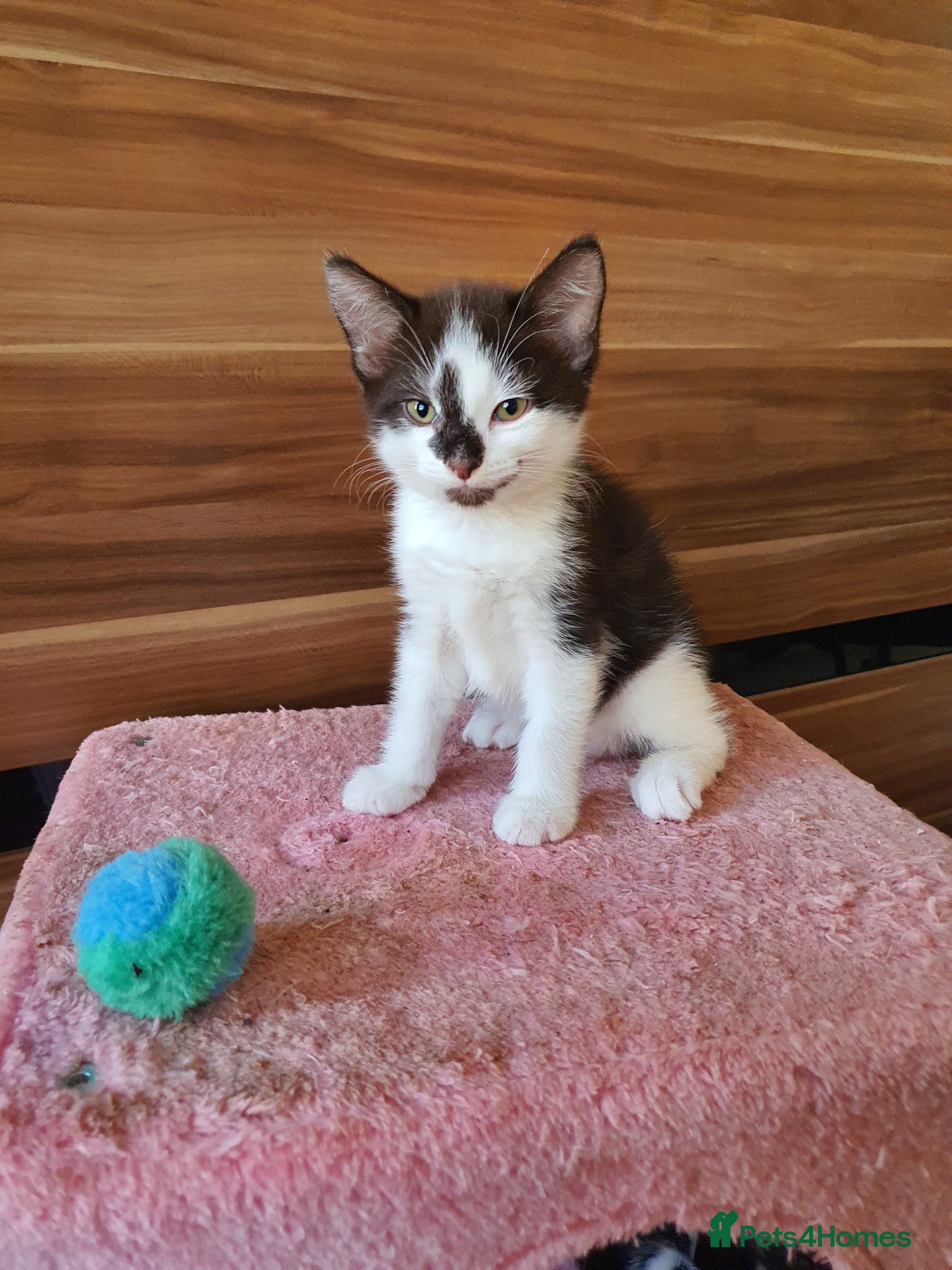 Mixed Breed cats for sale: Mikki - Advert 3