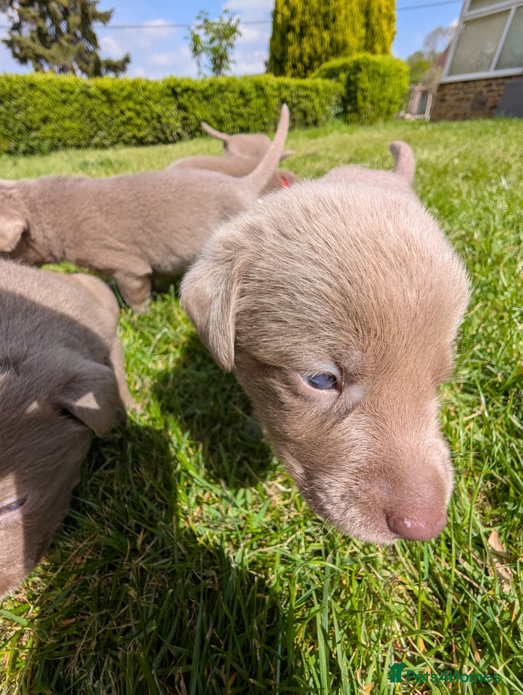 Labrador Retriever dogs for sale: Gorgeous Silver Labrador Puppies - home reared  - Advert 2