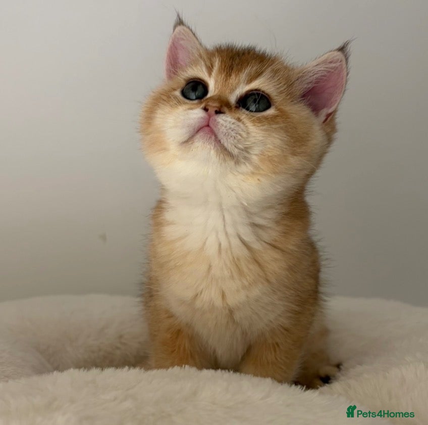 British Shorthair cats Beautiful Golden Chinchilla BSH Ny12 & Ny25 Girl - Advert 8