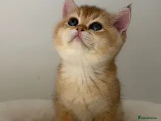 British Shorthair cats Beautiful Golden Chinchilla BSH Ny12 & Ny25 Girl - Advert 8