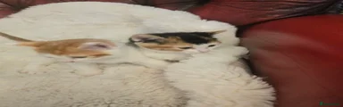 Mixed Breed Kitten 5