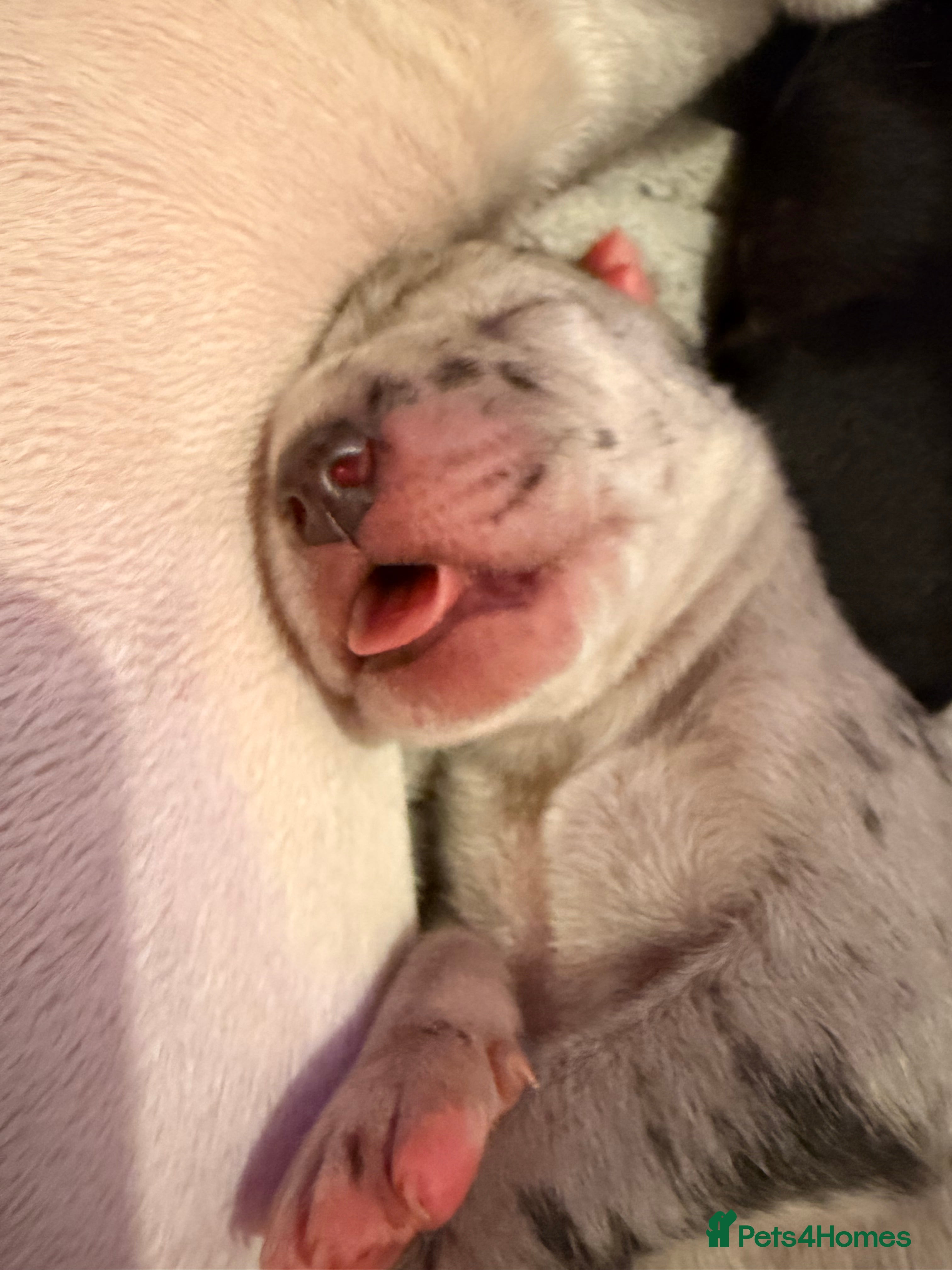 Great Dane dogs Outstanding beautiful Great Dane Puppies - Advert 2