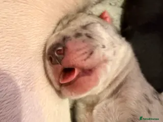 Great Dane dogs Outstanding beautiful Great Dane Puppies - Advert 2