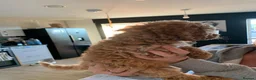 Cavapoo dogs for sale: Ms penelope henshaw - Advert 3