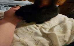 Rex rabbits for sale: Beautiful Rex and Mini lop cross breed 🐰 bunny's  - Image 10