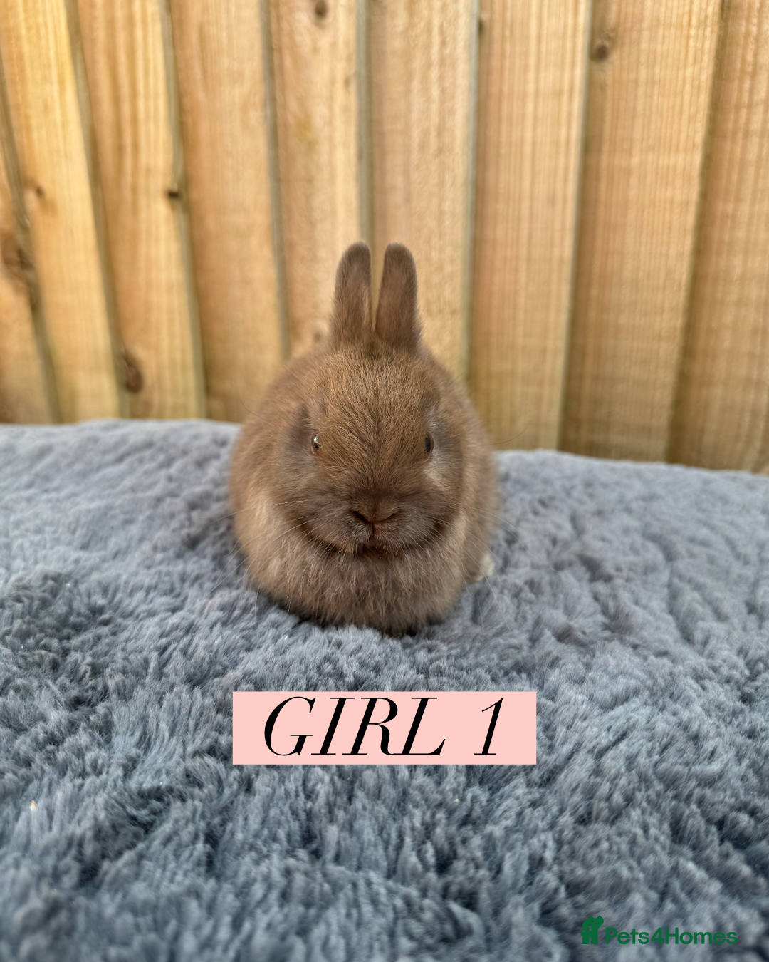 Netherland Dwarf rabbits for sale: Stunning litter of pure Netherland dwarfs  - Image 3
