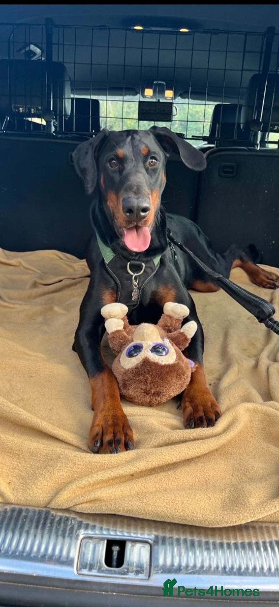 Dobermann dogs for sale: Beautiful female Doberman  - Advert 1