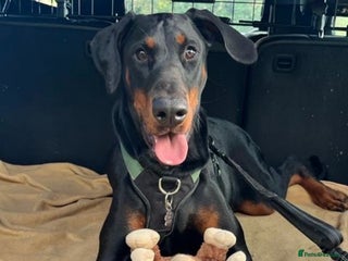 Dobermann dogs Beautiful female Doberman - Advert 1
