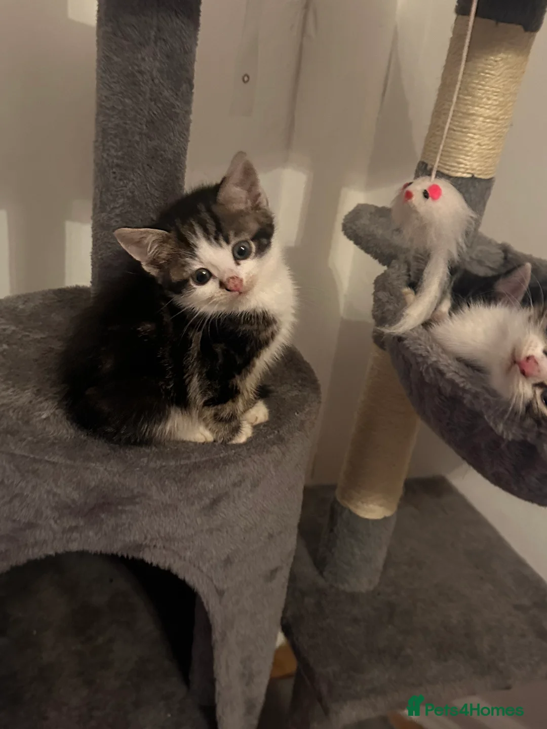 Mixed Breed cats for sale: Kittens - Advert 5