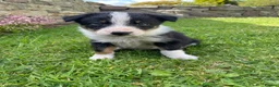 Border Collie dogs for sale: 6 Adorable Border Collie Puppies  in Brecon - Advert 12