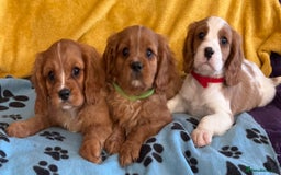Cavalier King Charles Spaniel dogs for sale: Stunning cavalier King Charles puppies  - Image 10