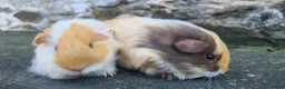 Rat rodents for sale: male guinea pigs (shelties, fuzzy and smooth)  - Advert 9