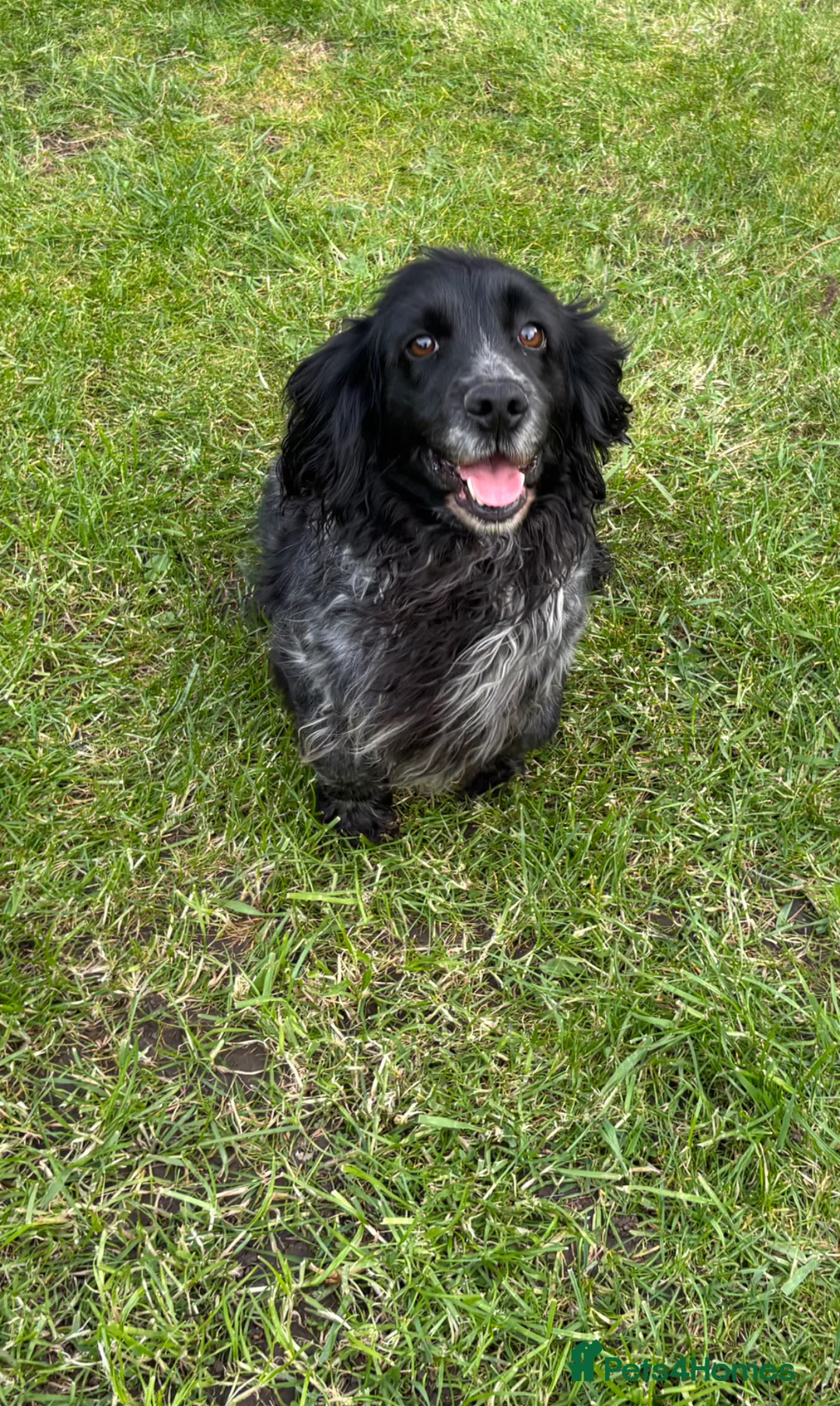 Cocker Spaniel dogs for sale: 5 year old cocker spaniel  - Advert 2