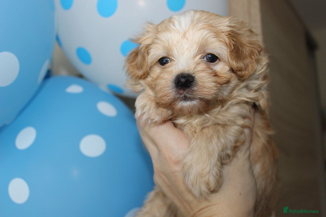 Maltipoo dogs for sale: Expecting F1 small Maltipoo puppies - Image 4