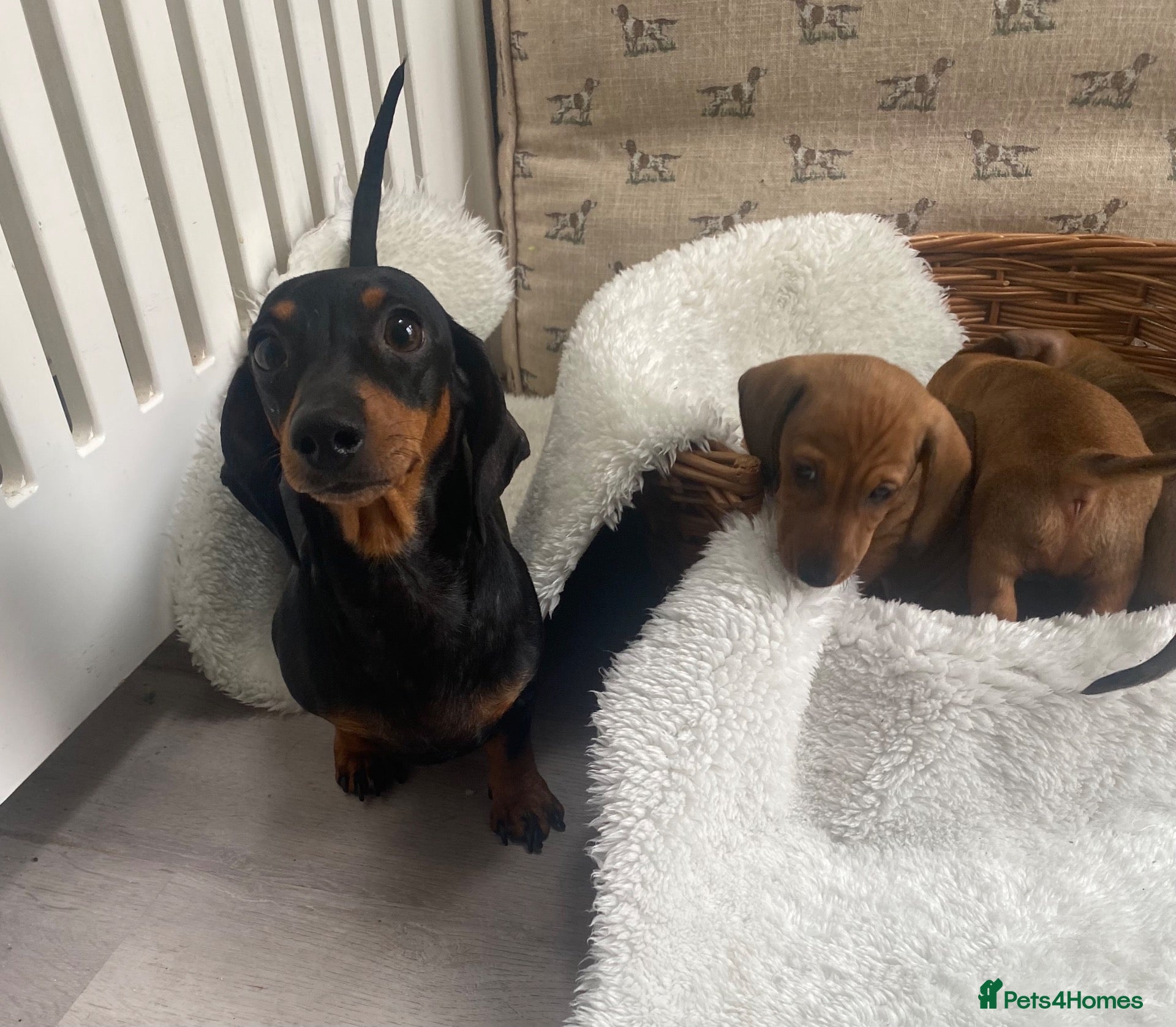 Miniature Dachshund dogs Miniature dapple dachshund puppies for sale  - Advert 1