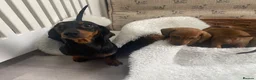 Miniature Dachshund dogs for sale: Miniature dapple dachshund puppies for sale  - Advert 1