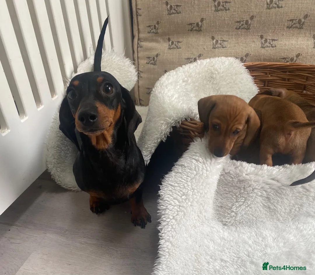 Miniature Dachshund dogs for sale: Miniature dapple dachshund puppies for sale  - Advert 1