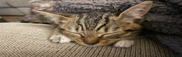 Munchkin cats for sale: Beautiful Bengal Tabby Munchkin Kittens for sale  - Advert 17
