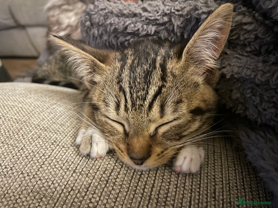 Munchkin cats for sale: Beautiful Bengal Tabby Munchkin Kittens for sale  - Advert 17