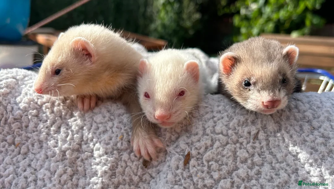 Ferret rodents for sale: 3 brother ferrets - Advert 10