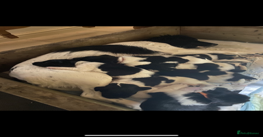 English Springer Spaniel dogs - Advert 1