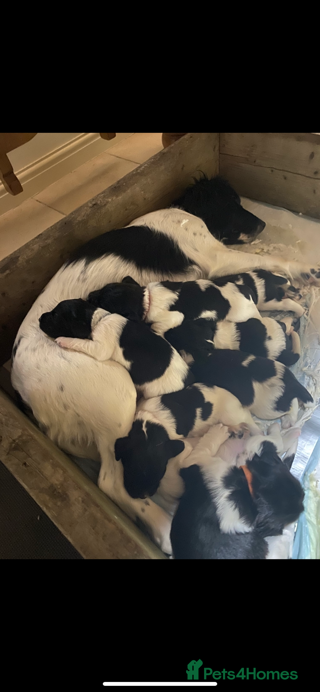 English Springer Spaniel dogs for sale: English Springer Spaniels  - Image 2
