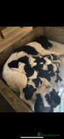 English Springer Spaniel dogs - Advert 2