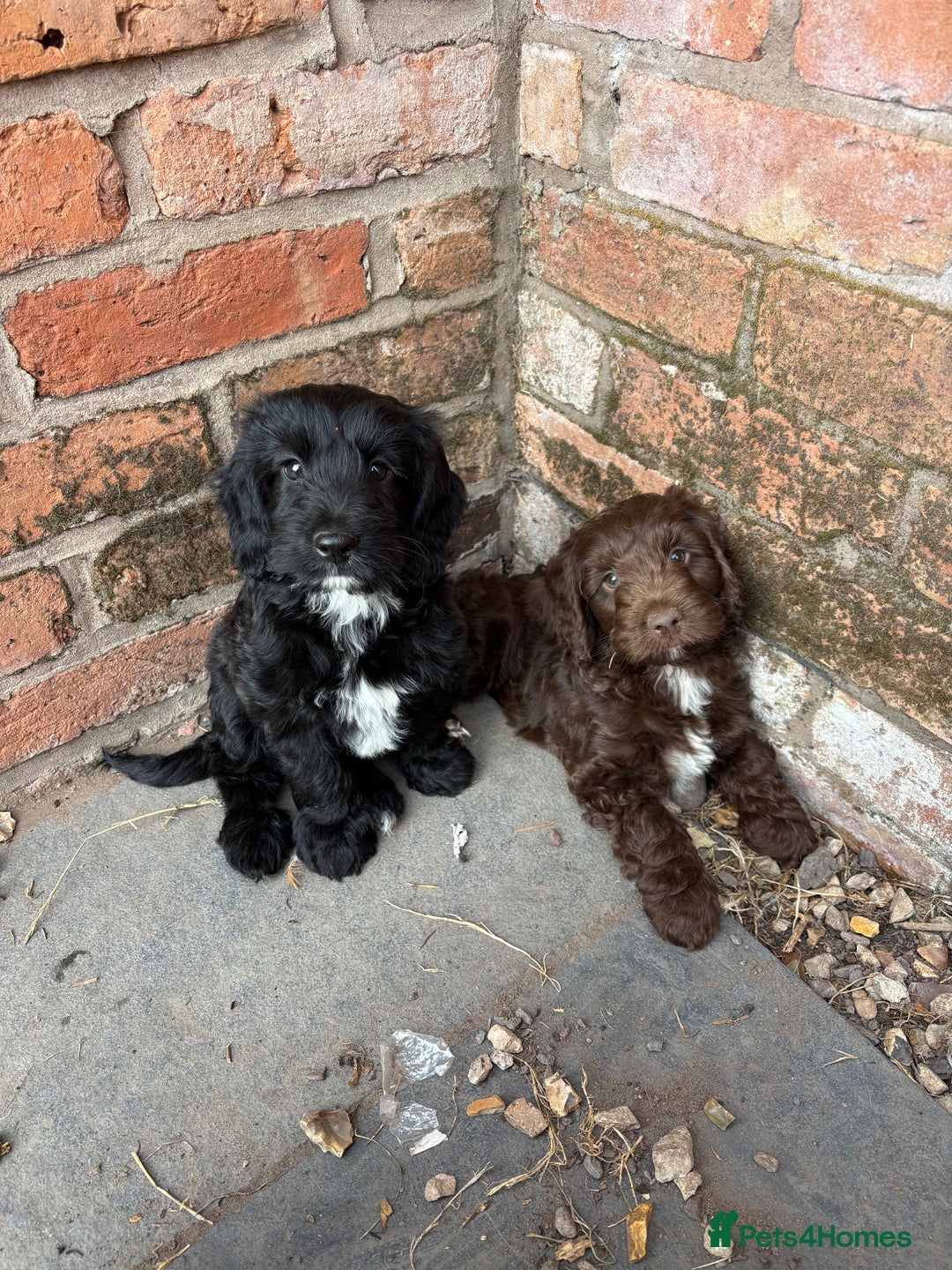 Cockapoo dogs for sale: F1 Adorable CockerPoo Puppies  - Image 12