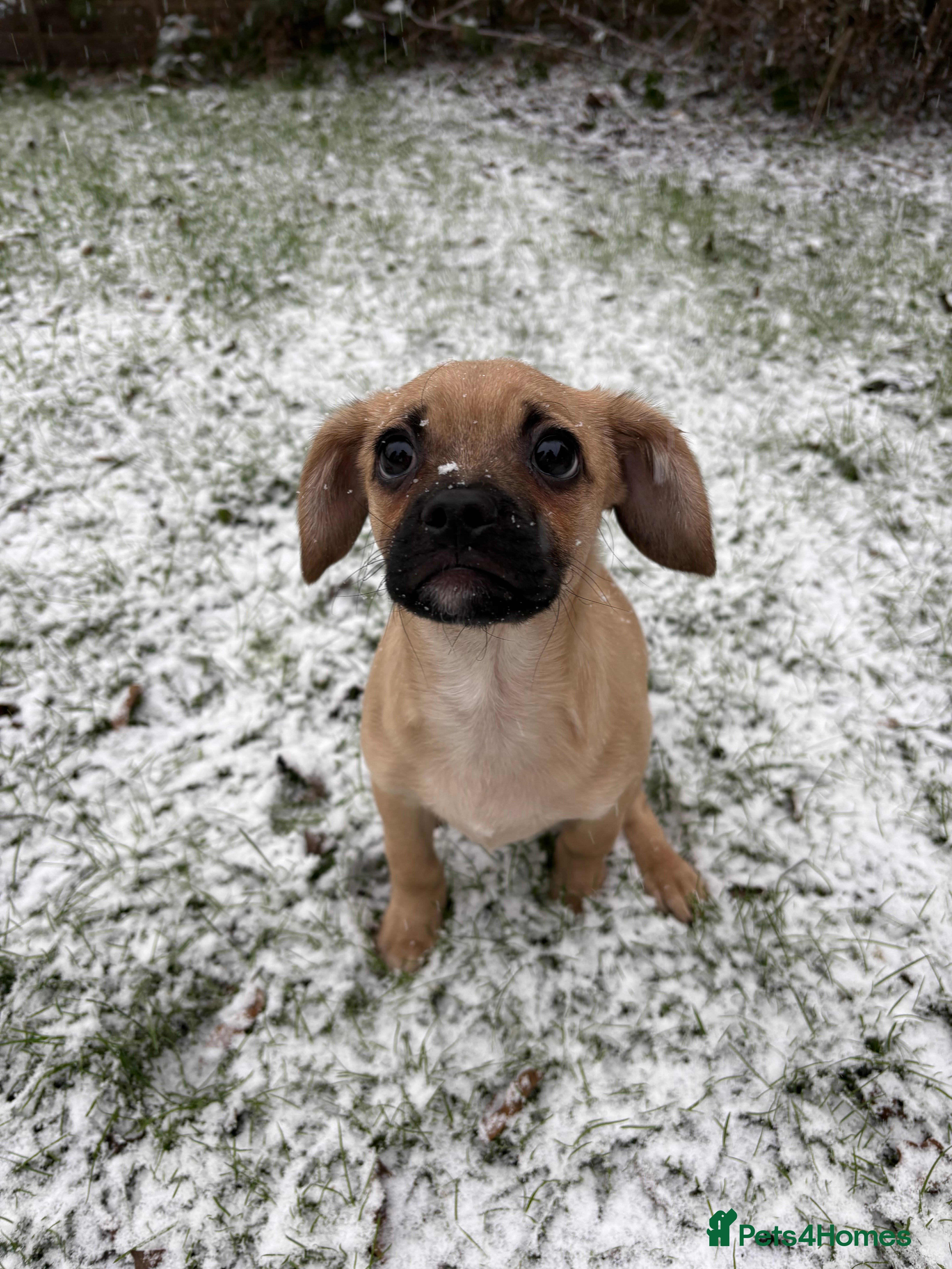 Mixed Breed dogs Cavapooxfrug  - Advert 2