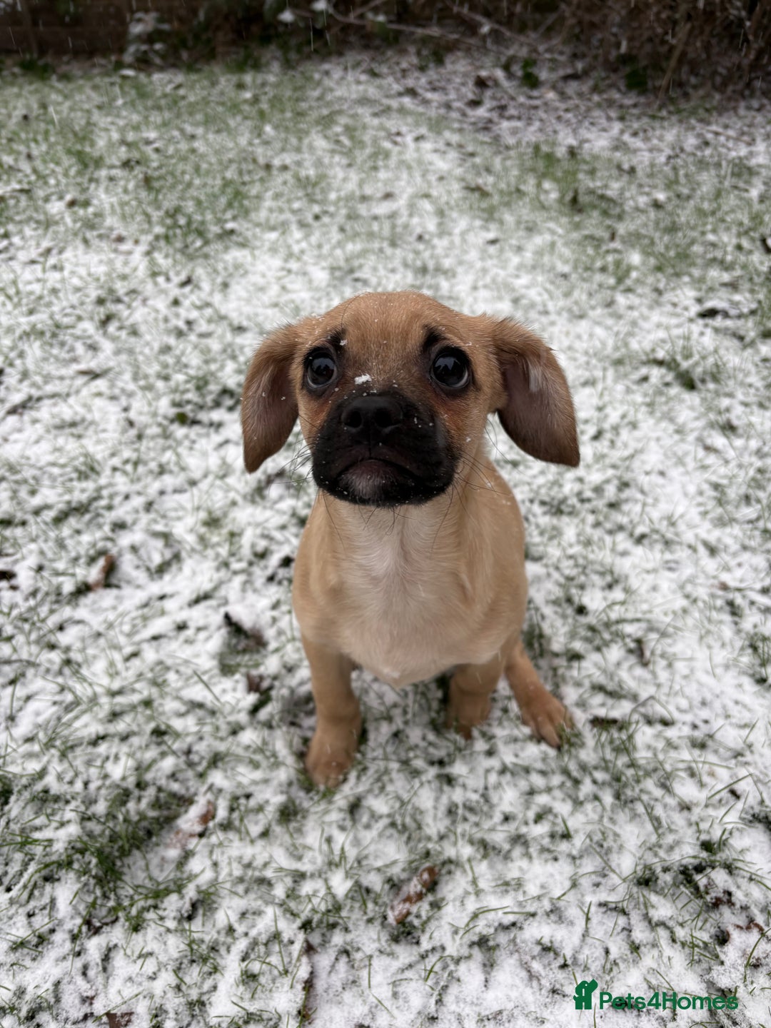 Mixed Breed dogs for sale: Cavapooxfrug  - Advert 1