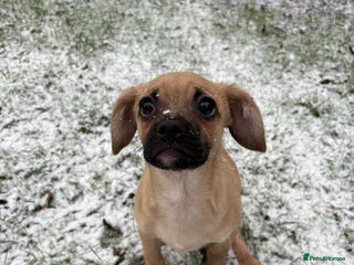 Mixed Breed dogs Cavapooxfrug - Advert 2