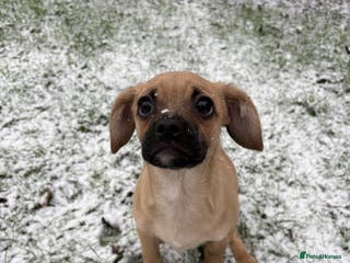 Mixed Breed dogs Cavapooxfrug - Advert 9