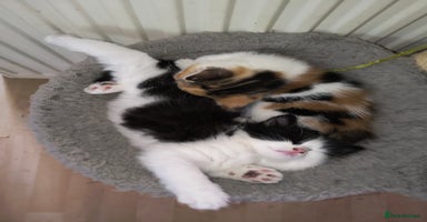 Mixed Breed cats - Advert 11