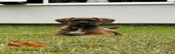 Cane Corso dogs for sale: Beautiful Cane Corso Puppies – 1 Girl Left - Advert 15