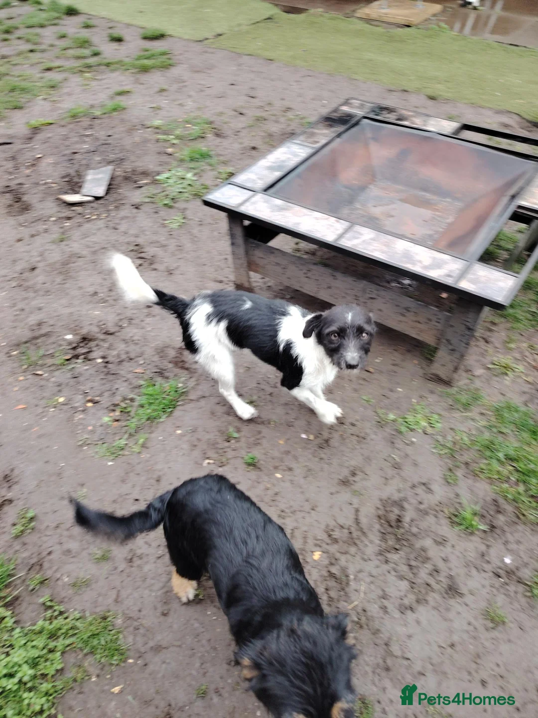 Jack Russell dogs for sale: 1 Year Old Jack Russell Girl - Advert 2