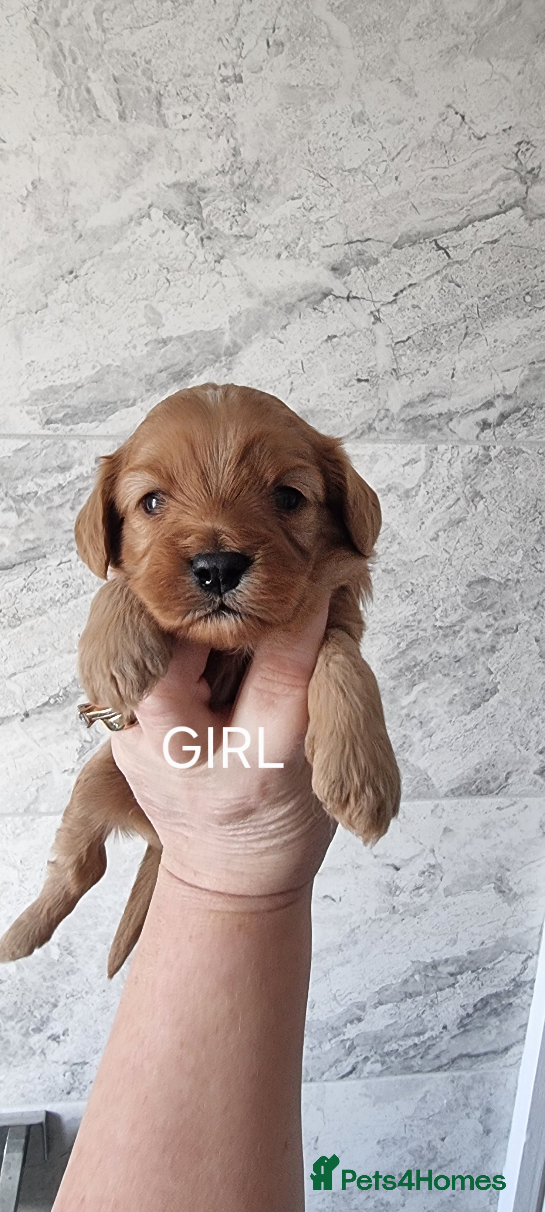 Cavapoo dogs Toy f1 cavapoo babies - Advert 6