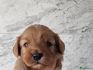 Cavapoo dogs Toy f1 cavapoo babies - Advert 6